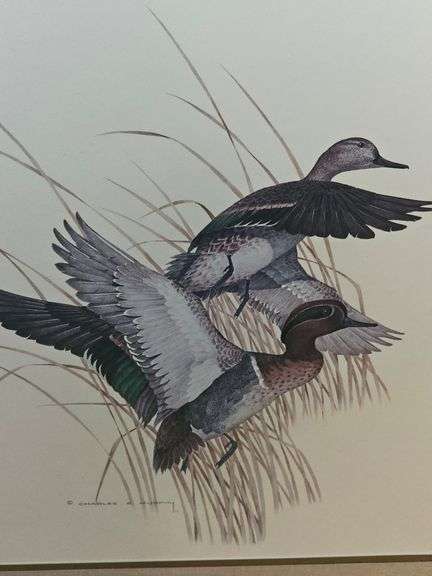 Framed print of Blue Winged Teal Ducks by Charles E. Murphy