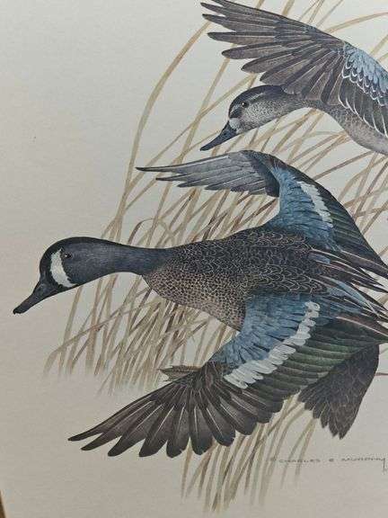 Framed print of BLUE WINGED TEAL - ANAS DISCORS by Charles E. Murphy