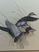 Framed print of Blue Winged Teal Ducks by Charles E. Murphy