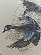 Framed print of BLUE WINGED TEAL - ANAS DISCORS by Charles E. Murphy