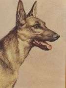 Wonderful watercolor of German Shepherd