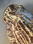 Very heavy ceramic mallard…..16” long x 8-1/2” tall