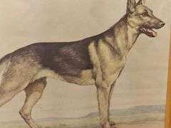 Wonderful watercolor of German Shepherd