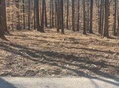 2.8 Acre Lot in Selmer, TN