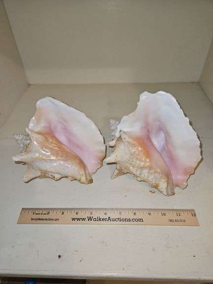 Pair of Beautiful Vintage Large Conch Shells... image