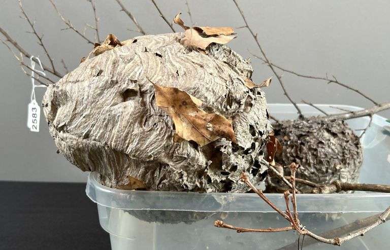 Pair of Hornets Nests