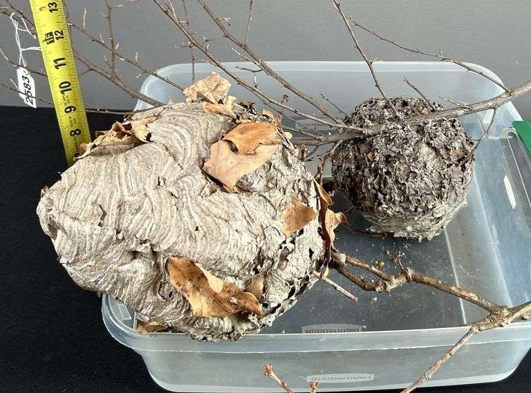 Pair of Hornets Nests