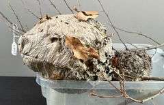 Pair of Hornets Nests