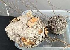 Pair of Hornets Nests