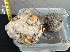 Pair of Hornets Nests