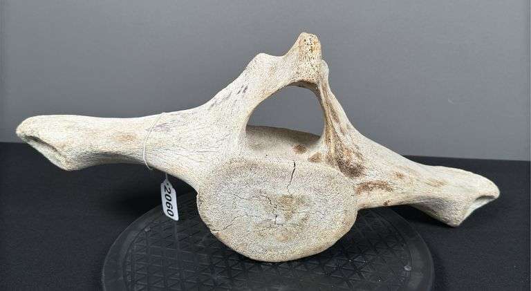 Whale Vertebrae?