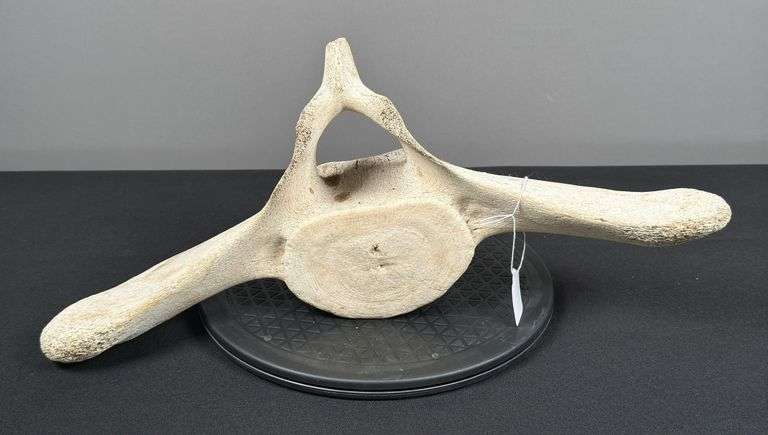 Whale Vertebrae?