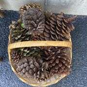 Twig Shelf, Weaved Basket, & Decorative Pine Cones