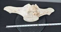 Whale Vertebrae?