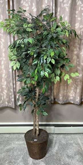 Ficus Tree image