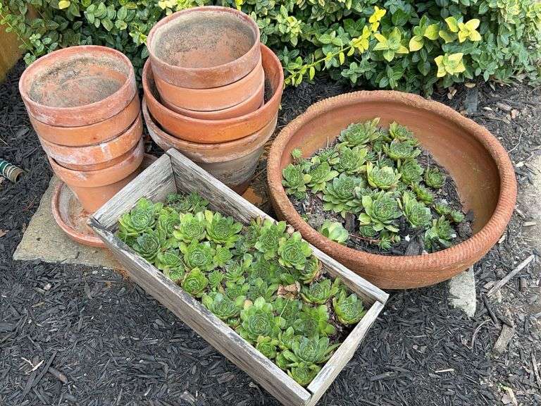 Succulent Plants & Planters image