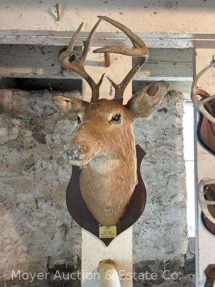 Taxidermy Deer Mount, Approx. 33"h image