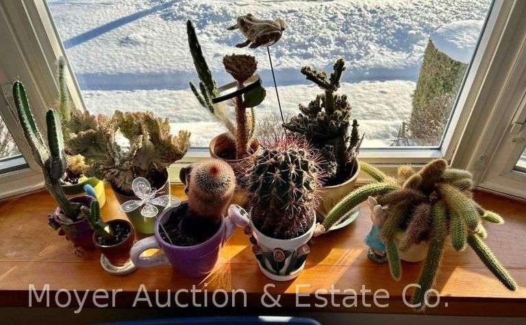 Group of Potted Cacti image