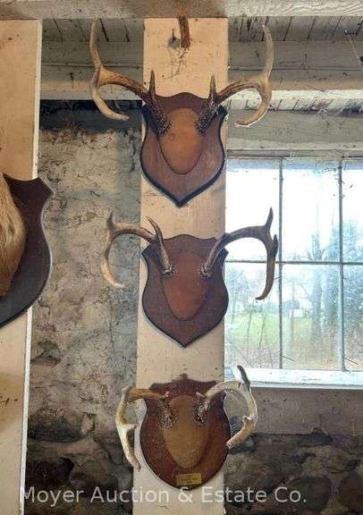 (3) White Tail Deer Antler Mounts image