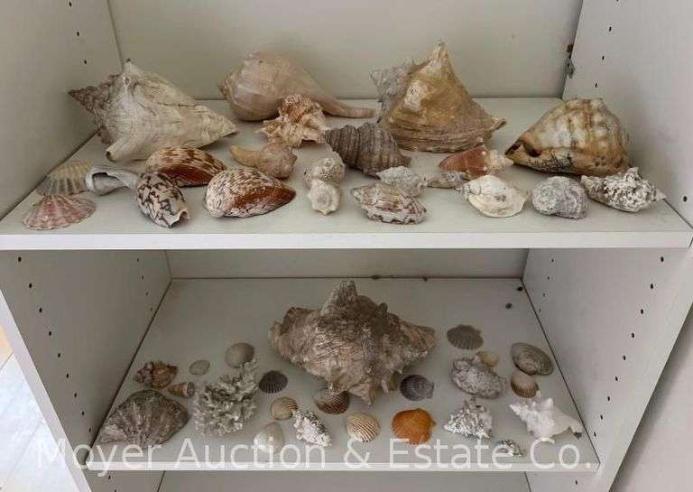 Group of Seashells