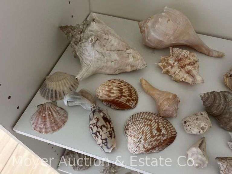 Group of Seashells