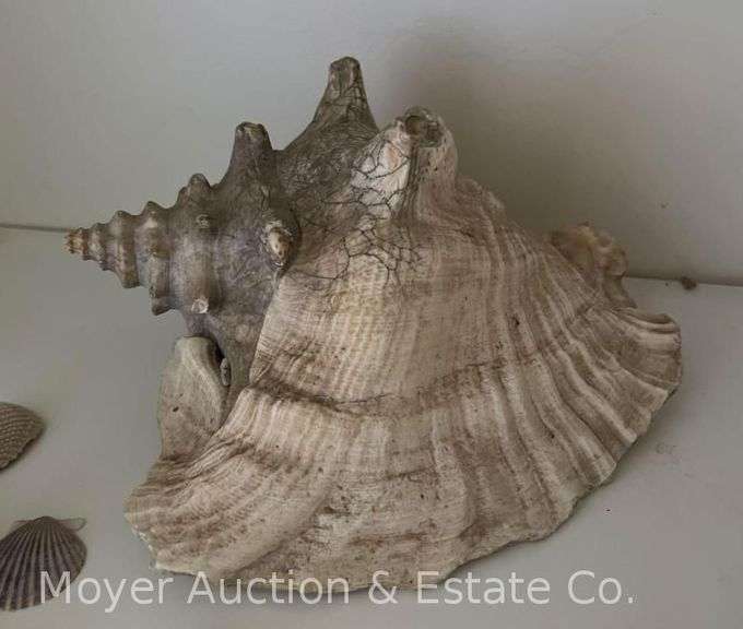 Group of Seashells