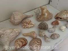 Group of Seashells
