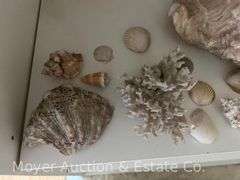 Group of Seashells