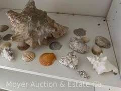 Group of Seashells