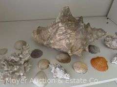 Group of Seashells