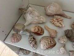 Group of Seashells
