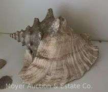 Group of Seashells
