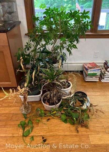 Group of Potted Houseplants image