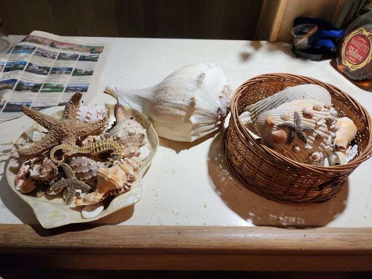 Assorted Seashell Decor image