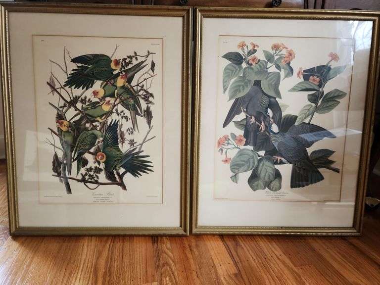 2 Framed J.J. Audubon Prints - "Carolina Parrot" and "White-crowned Pigeon" image