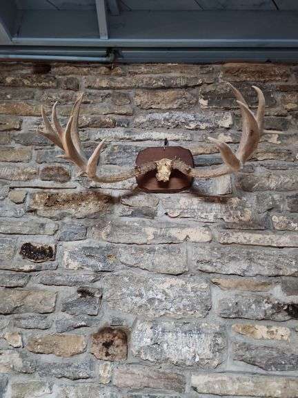 Mounted Antlers image