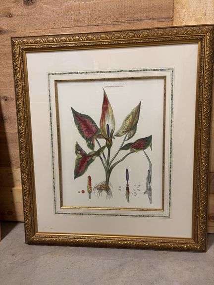 Framed Gynandria Polygynia - 30.5”W x 34.5”H image