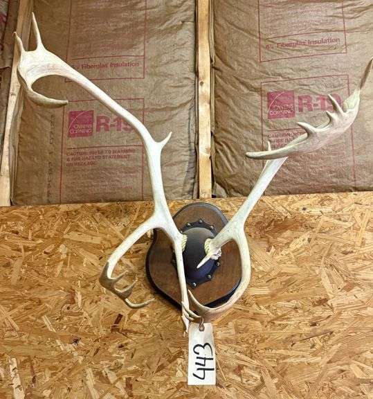 ELK HORN MOUNT image