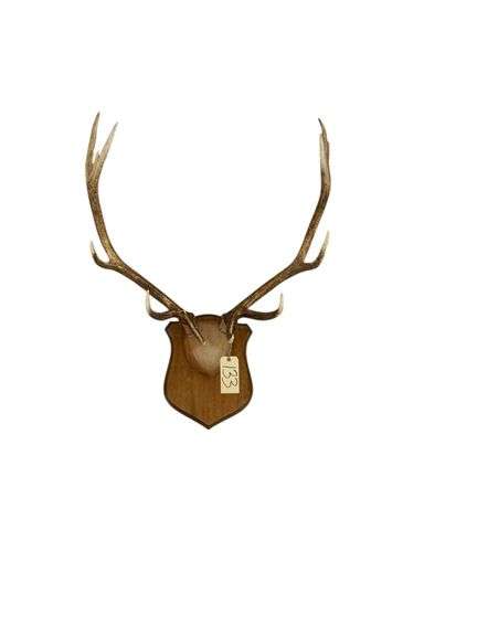 MOUNTED ELK ANTLERS image