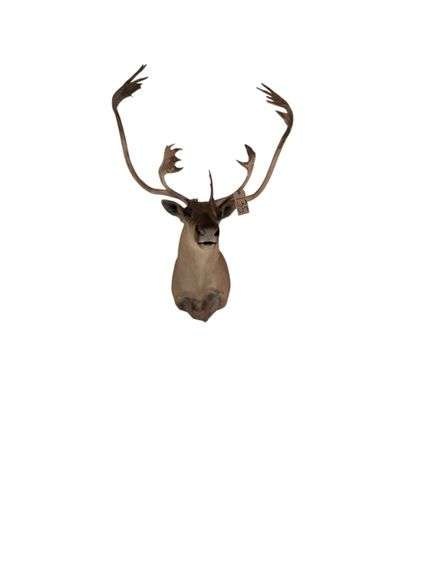 CARIBOU SHOULDER MOUNT image