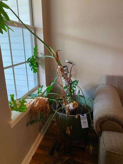 Potted House Plant