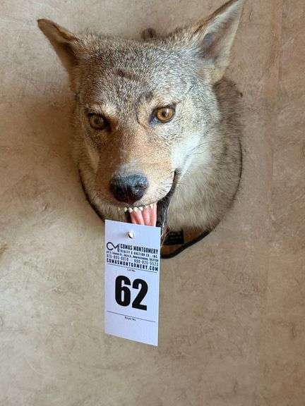 Taxidermy Head Mount Coyote image