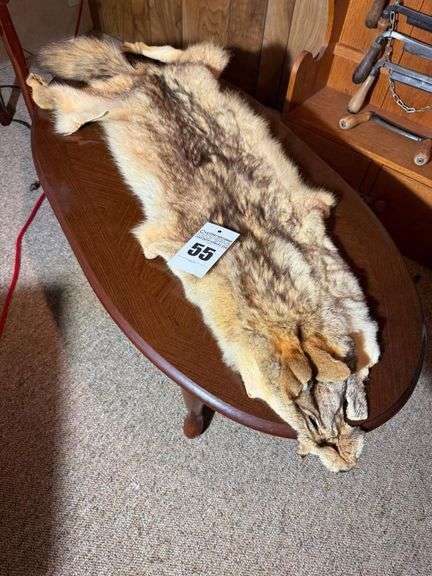 Coyote Hide image