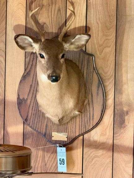 Taxidermy Shoulder Mount White Tailed Buck image