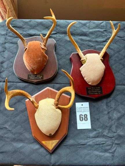 Taxidermy Deer Antler Mounts image