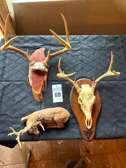 Taxidermy European White Tailed Deer Mounts image