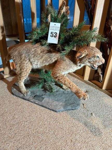Taxidermy Full Body Mount Bobcat image