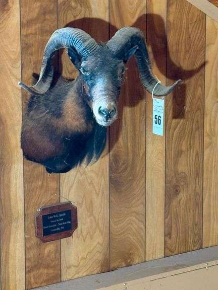 Taxidermy Shoulder Mount Black Hawaiian Ram image