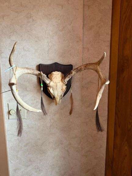 Taxidermy European Mount White Tailed Deer with Turkey beards image