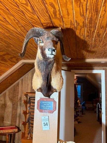 Taxidermy Shoulder Mount Corsican Ram image